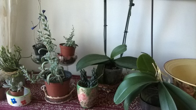 WP_20150509_12_34_49_Pro