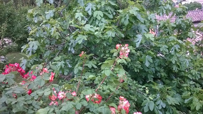 WP_20150524_11_00_36_Pro