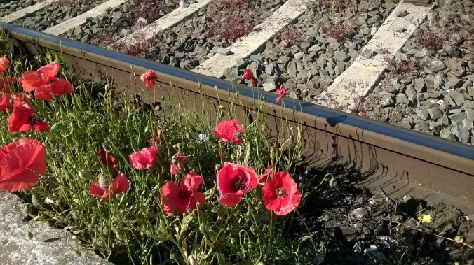 WP_20160506_09_45_36_Pro