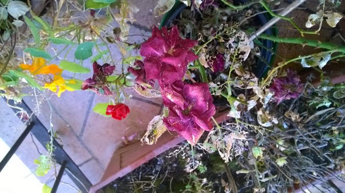 WP_20160708_09_31_56_Pro (1)