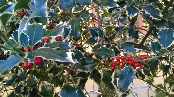 WP_20161209_10_13_31_Pro.jpg